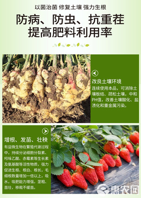 土傳病克星 復合微生物菌劑的研發與應用